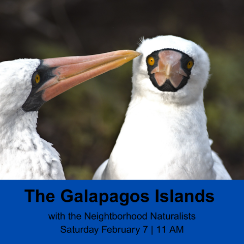 White birds with orange beak and black mask 