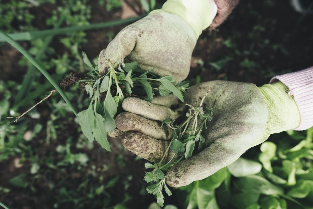 two gloved hands holding plants