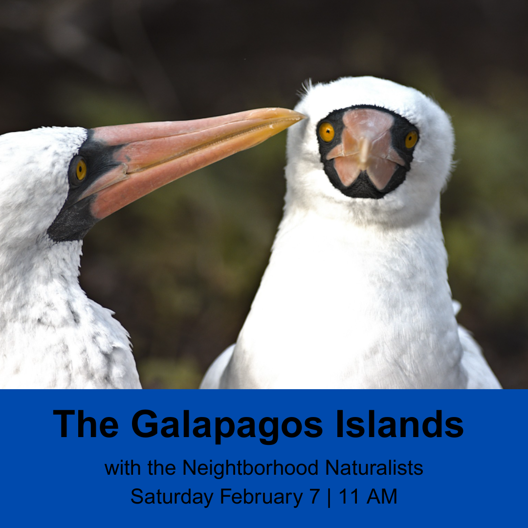 White birds with orange beak and black mask 
